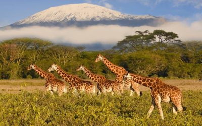 Image for Giraffes and Mount Kilimanjaro, Africa | Edgewood Travel