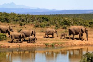 South Africa Cruises, Vacations and Travel Experiences - Edgewood Travel