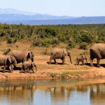 Image for Safari & Wildlife vacations - Edgewood Travel